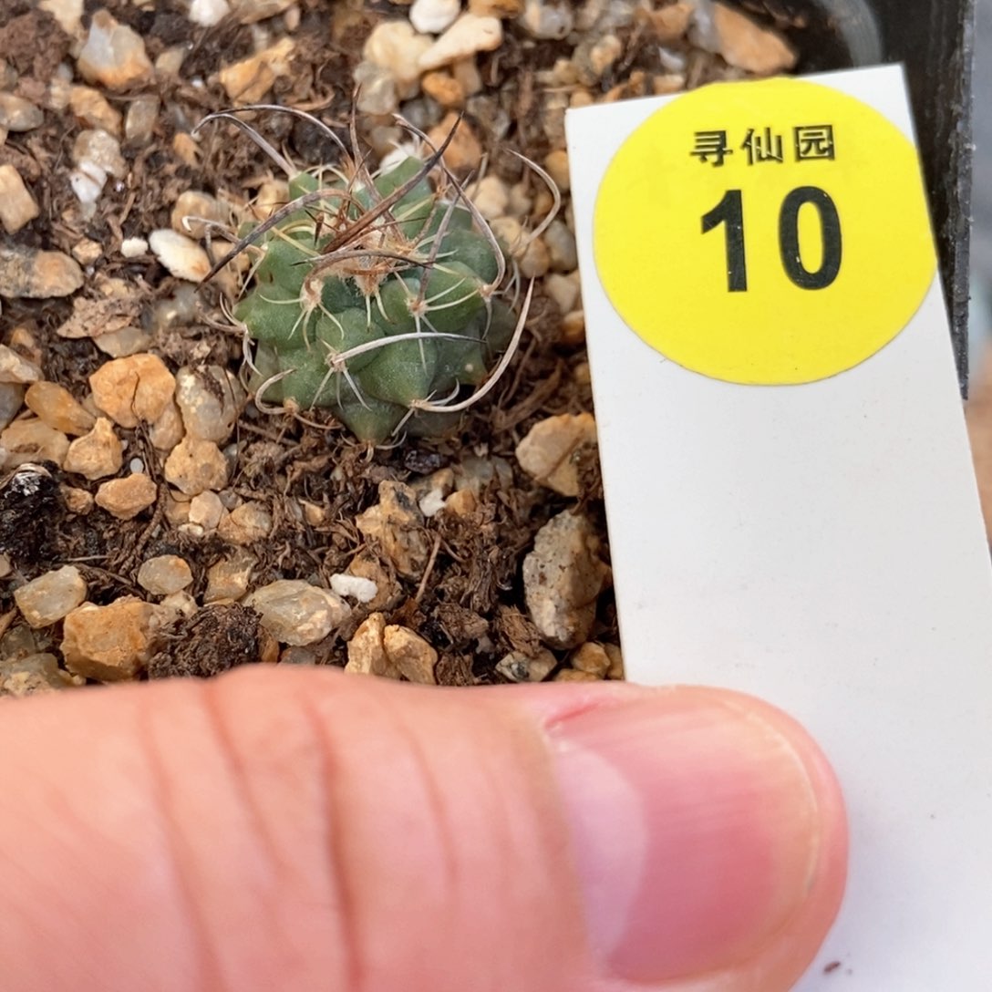 实生优选草刺娇丽1.8cm