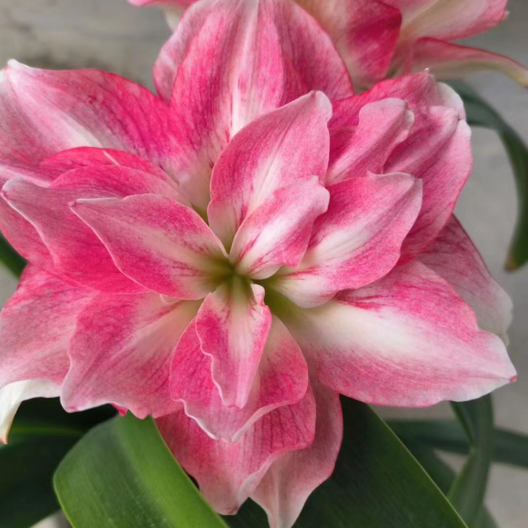 澳朱【选美皇后包对版】重瓣朱顶红大花盆栽室内阳台地栽花卉送化肥