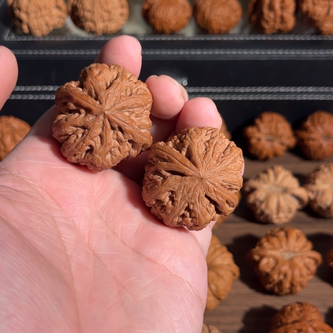 手串/手链核桃边肚39全品小粗筋毕业