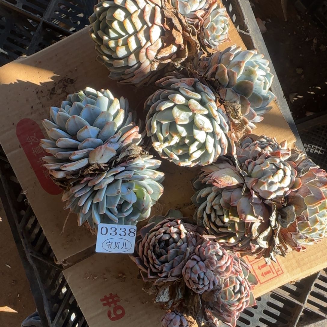 潘***潘0338号包邮的时候我还