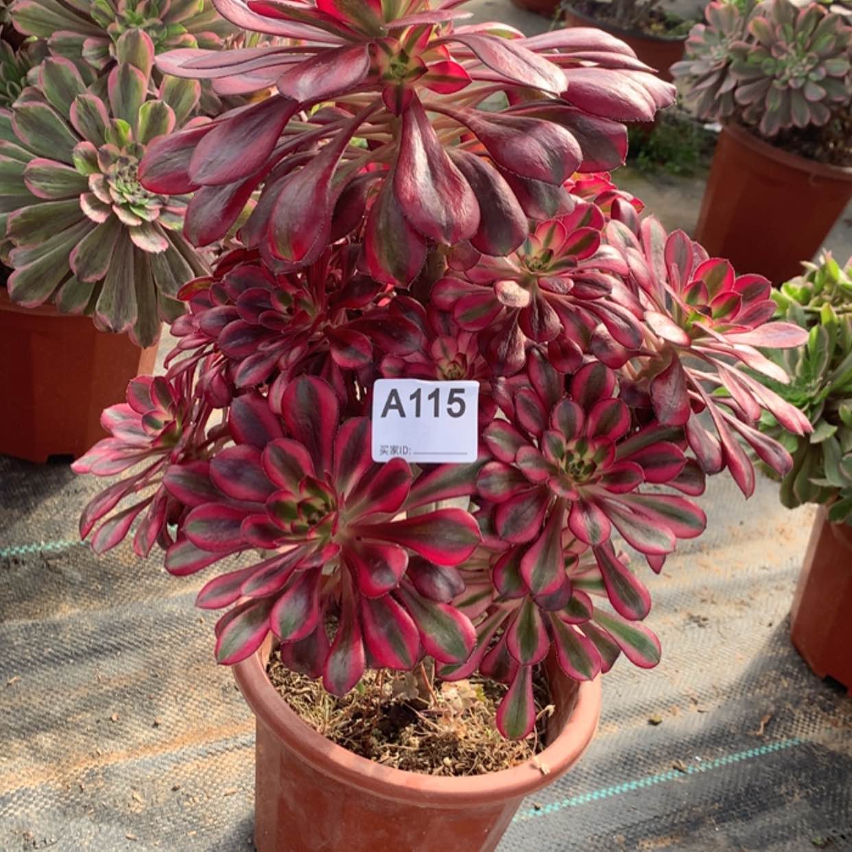 【闪购商品】115香奈儿