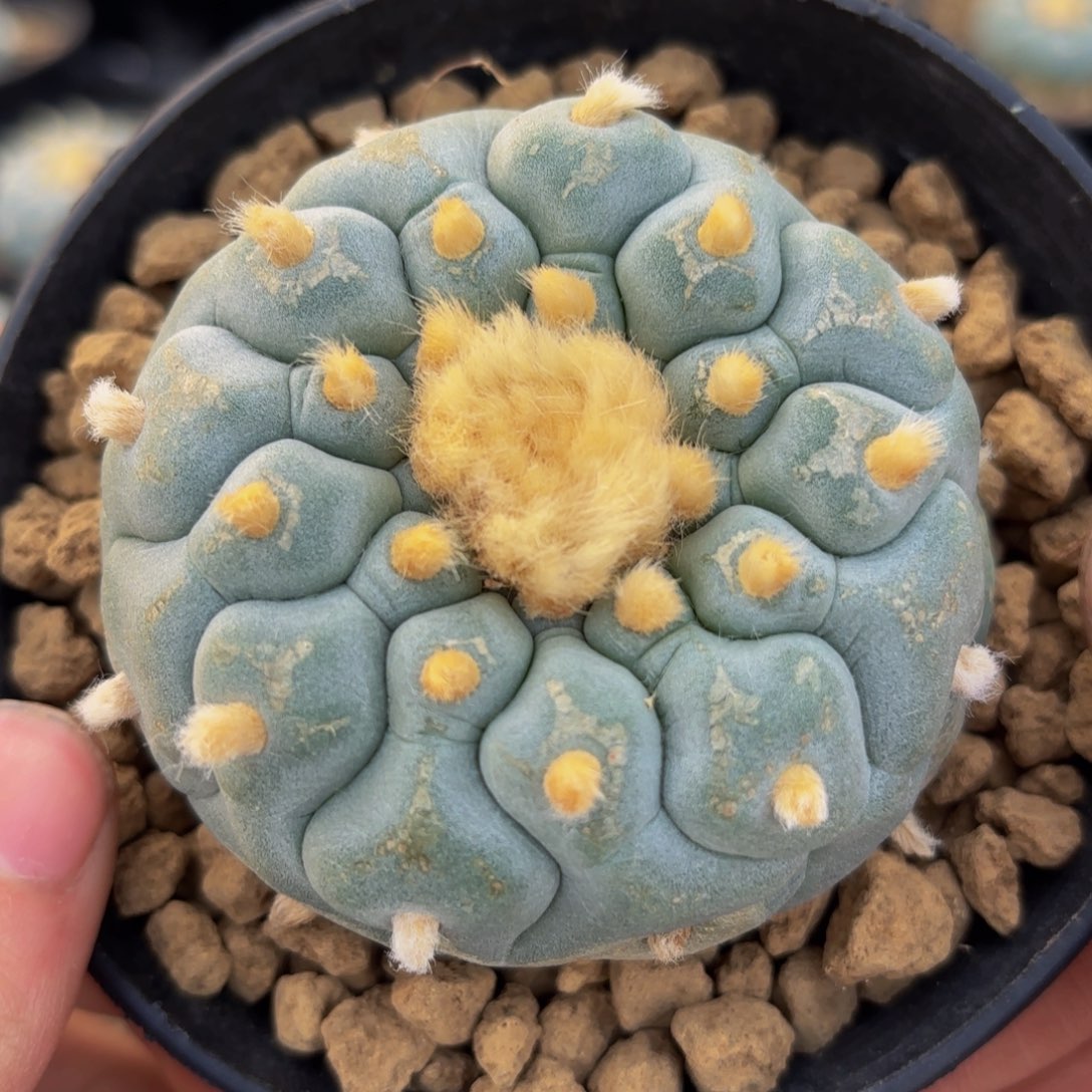 G g g g g g g 116