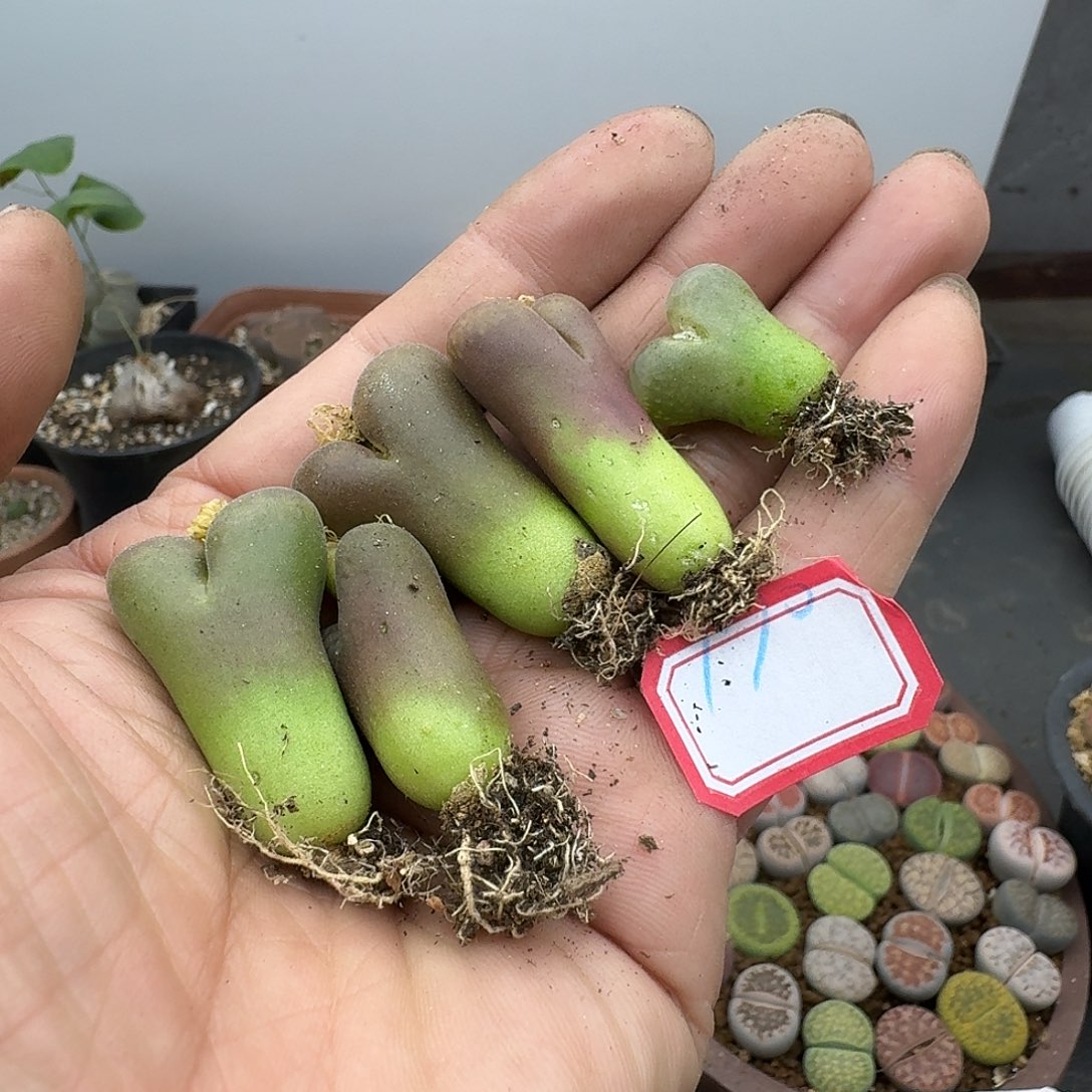 170多肉哈哈哈哈哈哈哈