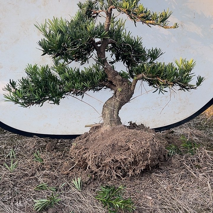 梁***平无花朵小叶雀舌罗汉松