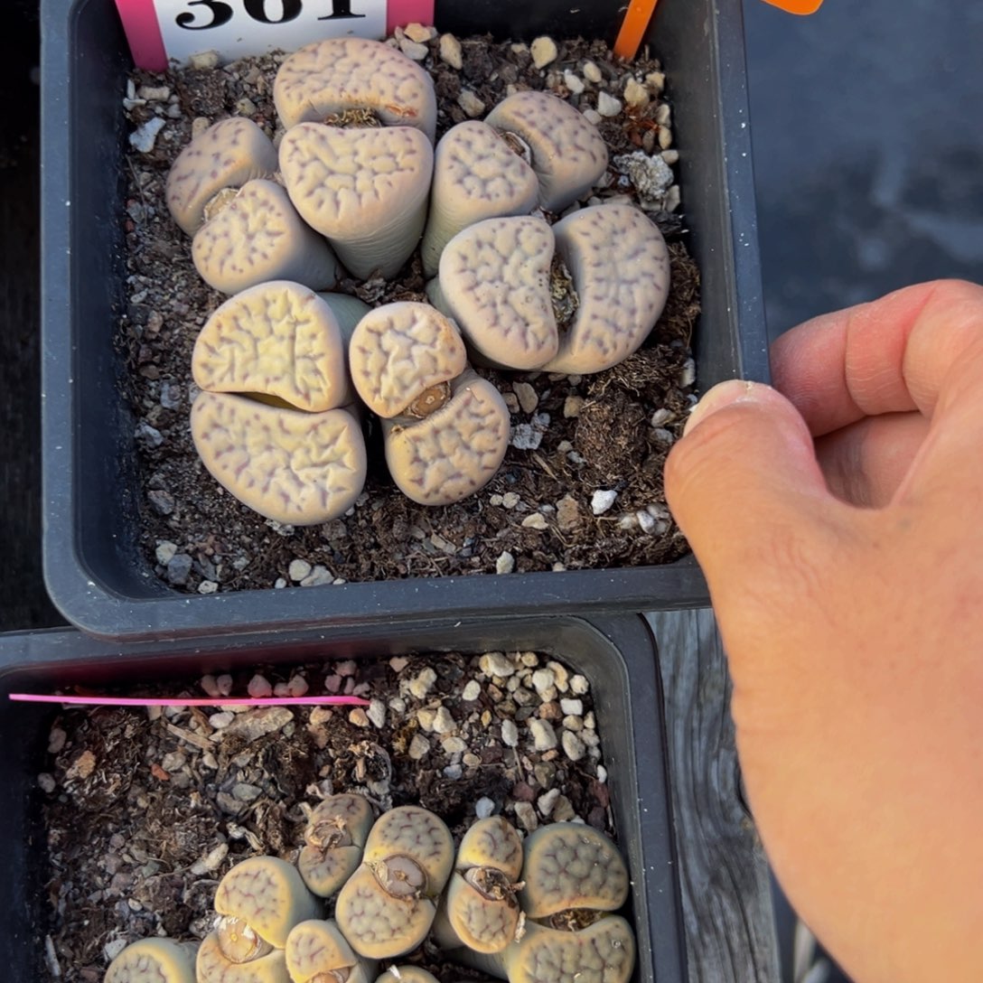 花***辞125 SF5106754412662