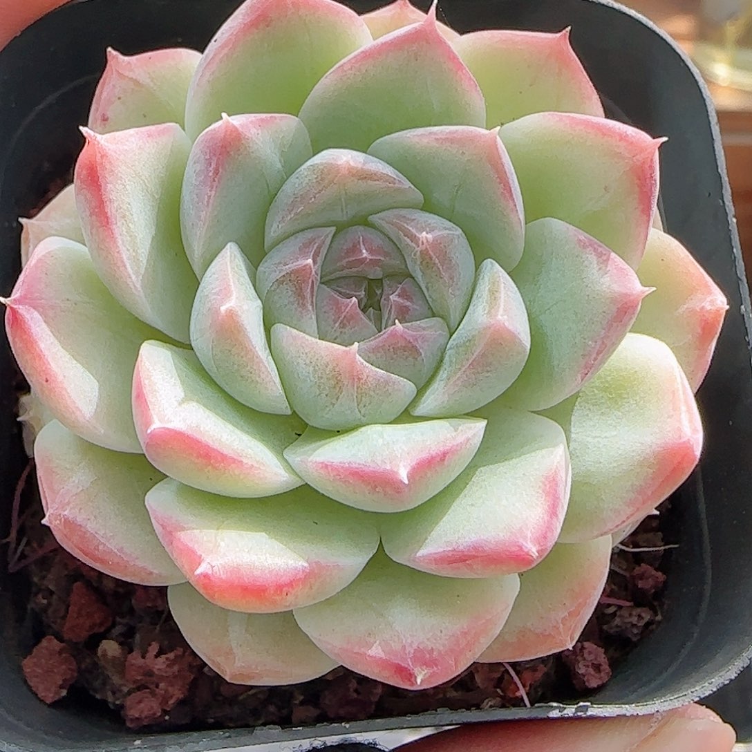 多肉0921--198白桃汽水