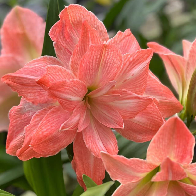 【火烈鸟黛丝】直播间讲解为准★朱顶红种球