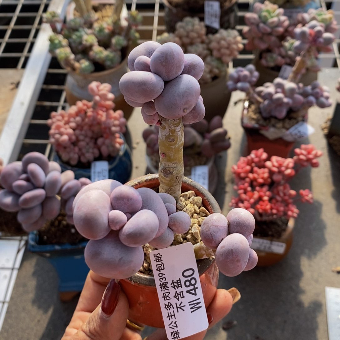 菲**贝芭比奶酪480/8c m