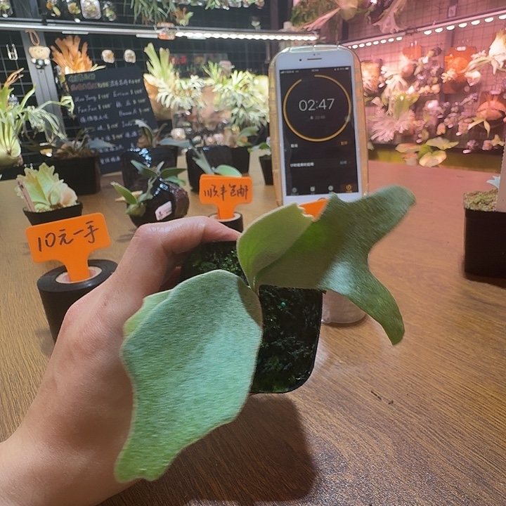 兜***糖无花朵鹿野直播间购买月光
