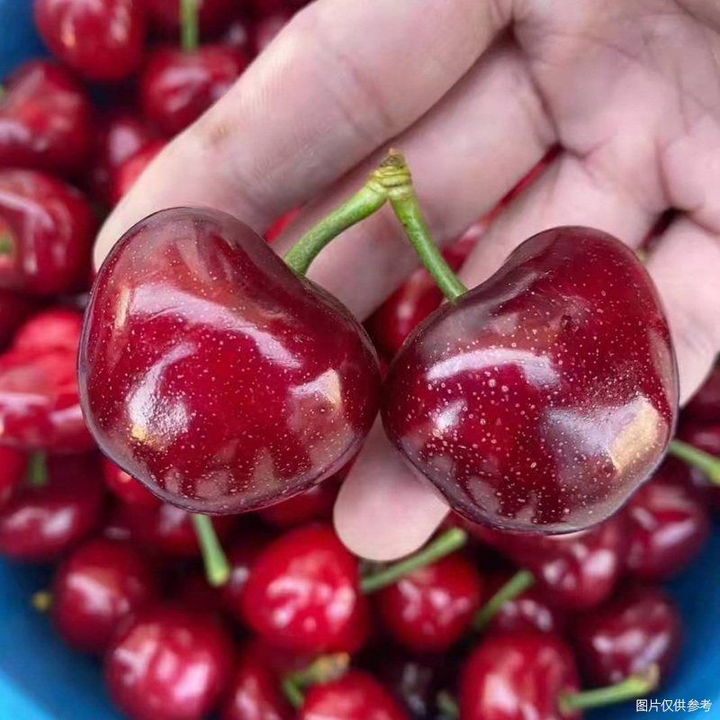 【30mm特大果】【主播推荐】山东烟台美早大樱桃脆甜空运3J-4J 2-5斤
