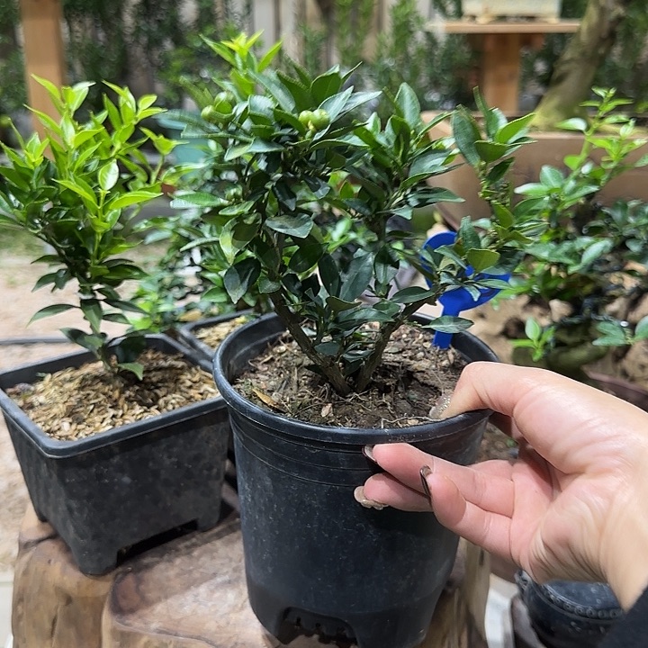 小***堂直播间八房柑一物一拍