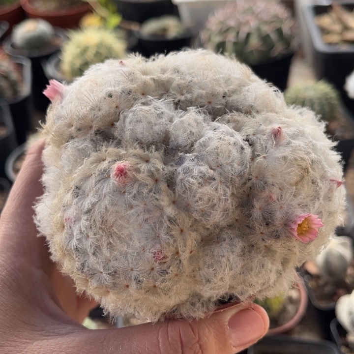 仙人球一物一拍实生