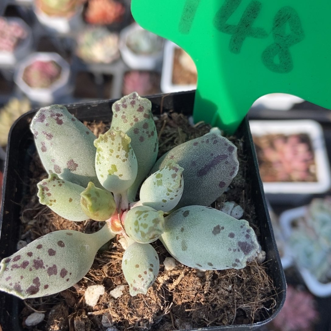 748海豹多肉植物保护