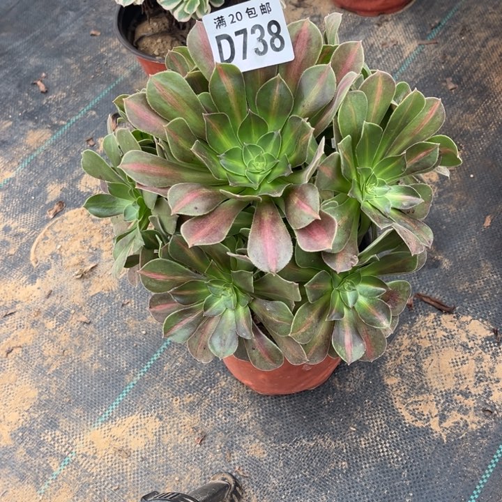 738女巫中班不包断枝