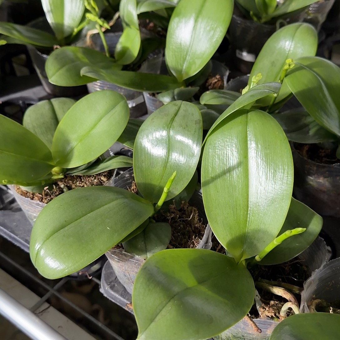 无花朵3.0香奈儿带梗