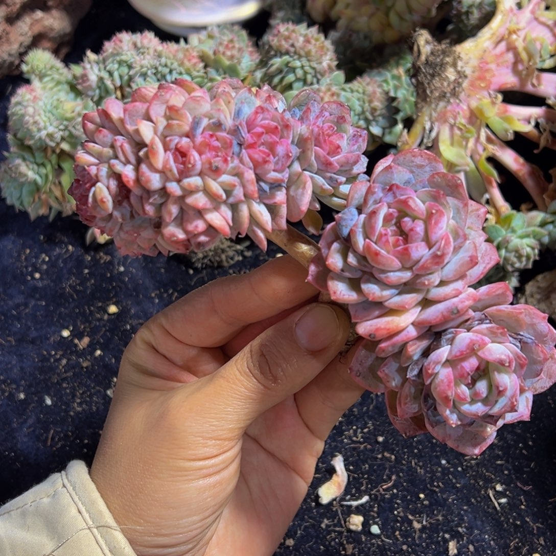 水蜜桃 水蜜桃 水蜜桃