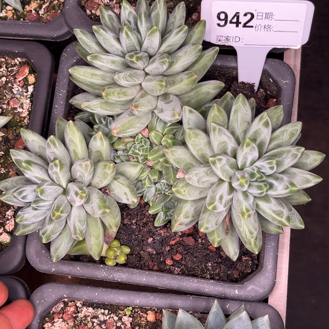 伊卡鲁斯多肉植物942