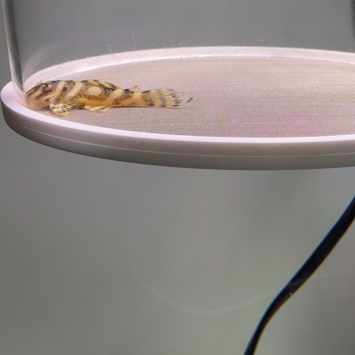 清道夫鱼24号皇室333