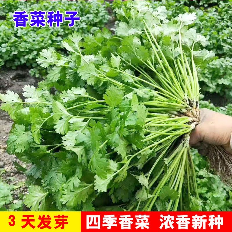 【香菜种子】四季速生大叶香菜新鲜香味浓烈芫荽种籽耐寒c商品图