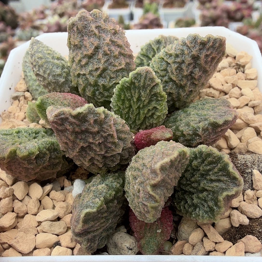 猪***院大鱼海棠补差价         