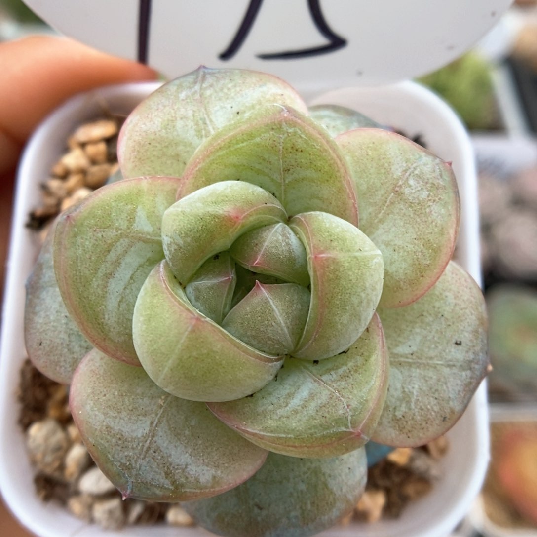 碎冰可拍975号。