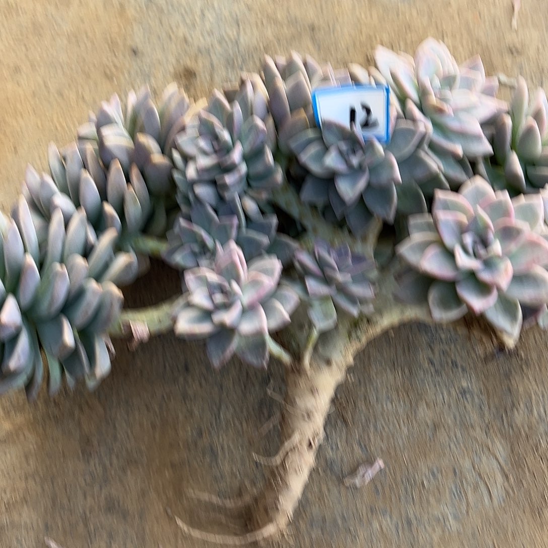 A****12号淡雪一物一拍