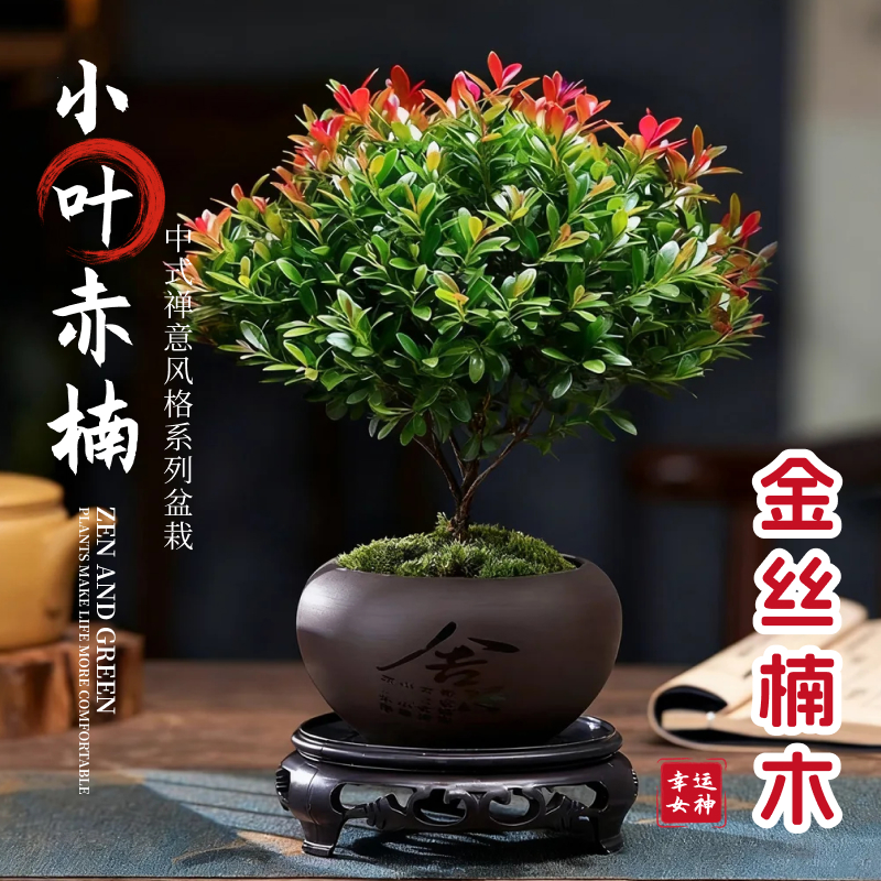 小叶赤楠盆景老桩办公室室内四季盆栽花卉园艺办公室绿植中式禅意
