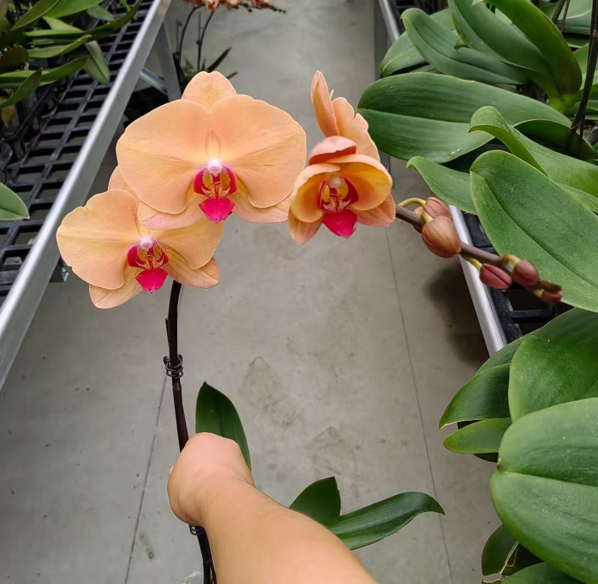 蝴蝶兰《金钻石》单花剑 大花型 年宵花 室内花花  新手好养 