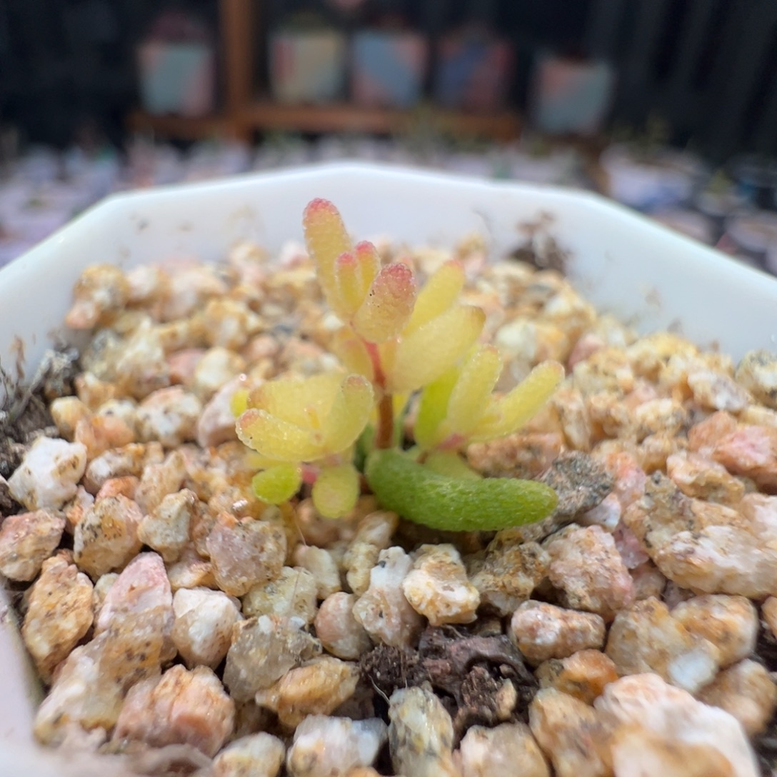 3026糖球锦，拍下不退不换