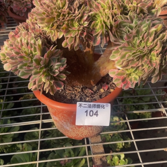 104，粉女巫缀包邮