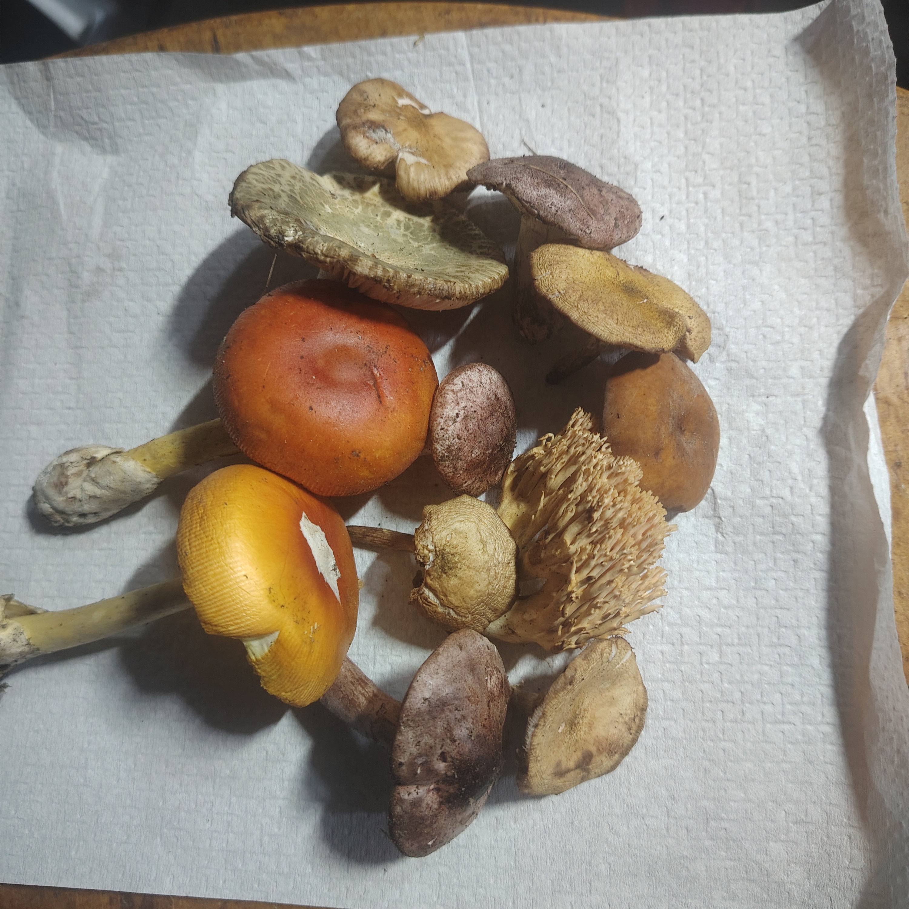 东北长白山脉杂菌菇一斤