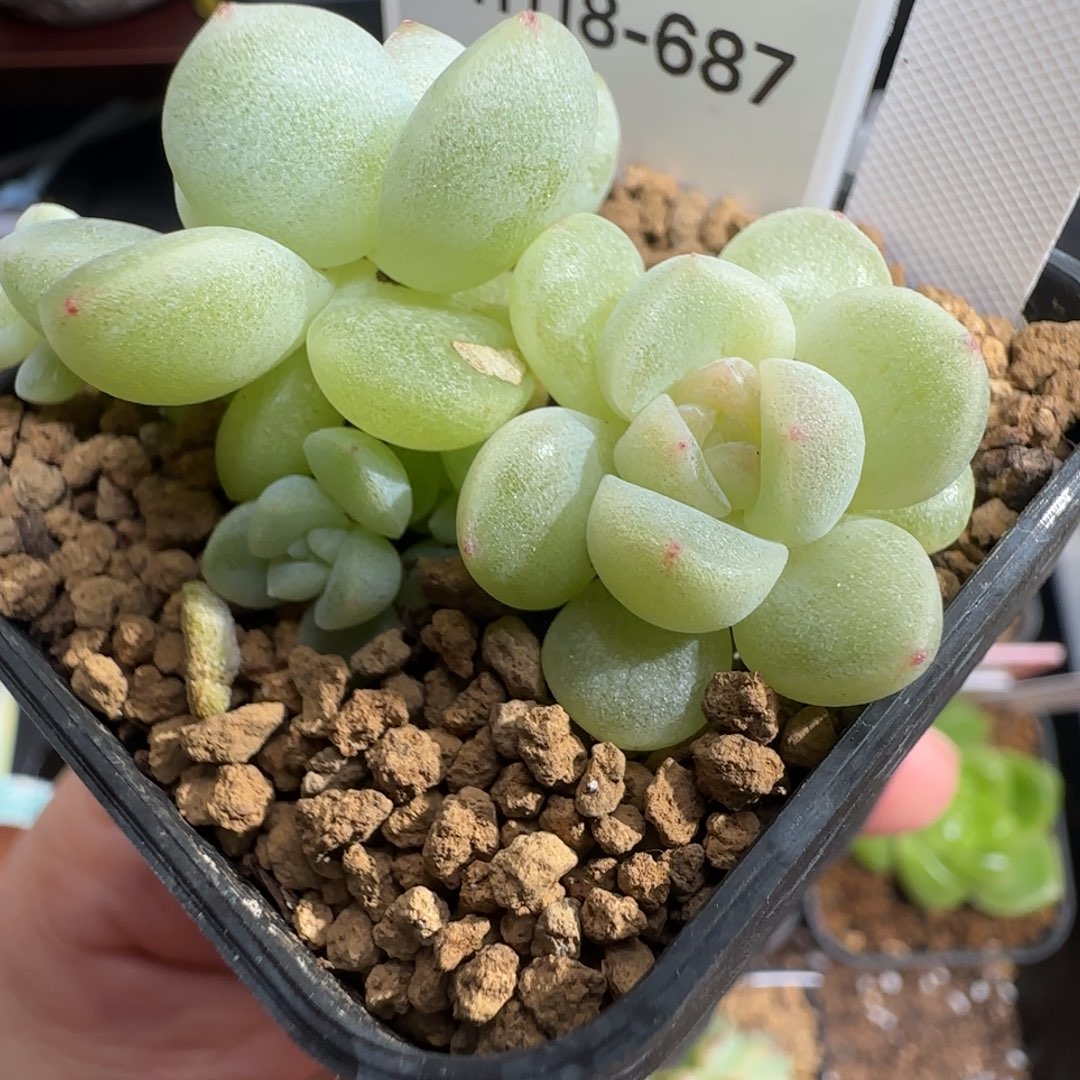  687号哈哈哈哈哈哈哈