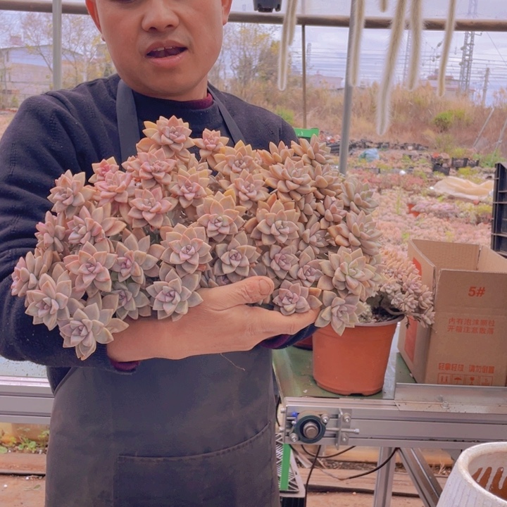 242淡雪缀化一物一拍