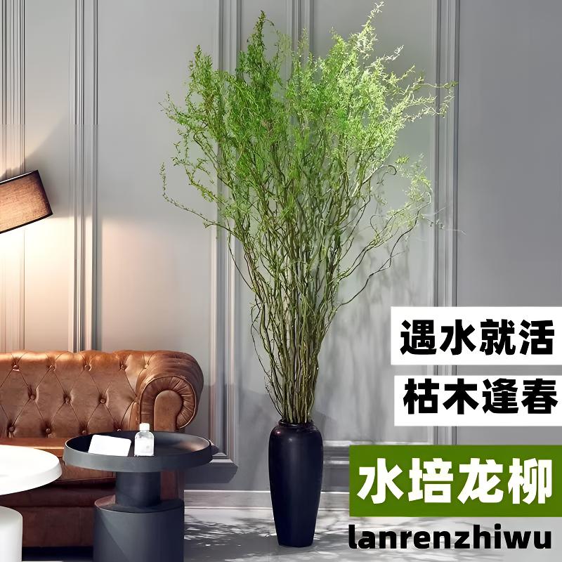 国风龙柳鲜枝水培插花客厅水培植物花卉四季好养绿植懒人水培植物