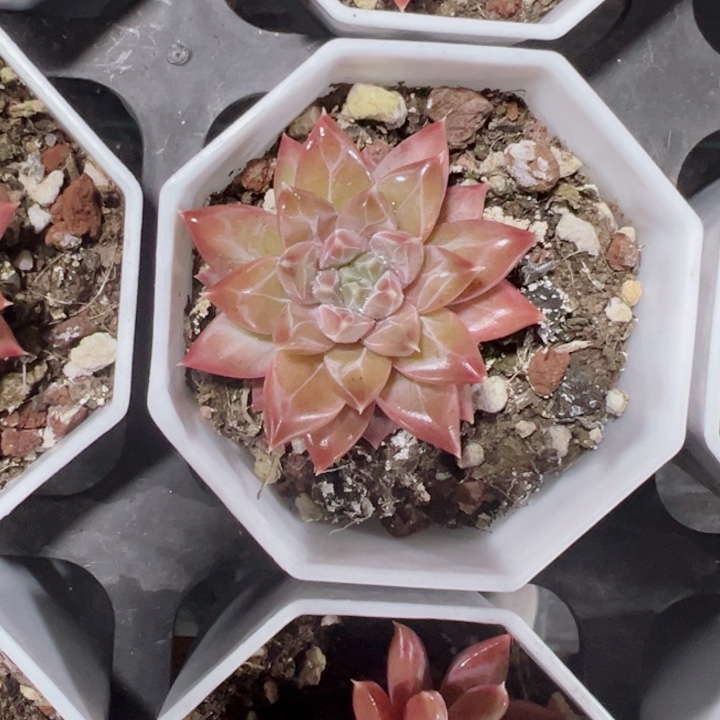 梵高精品多肉植物