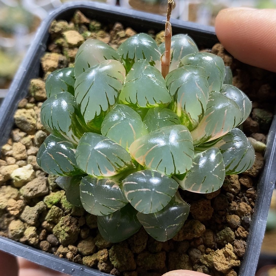 101 OB冰灯哈哈哈哈