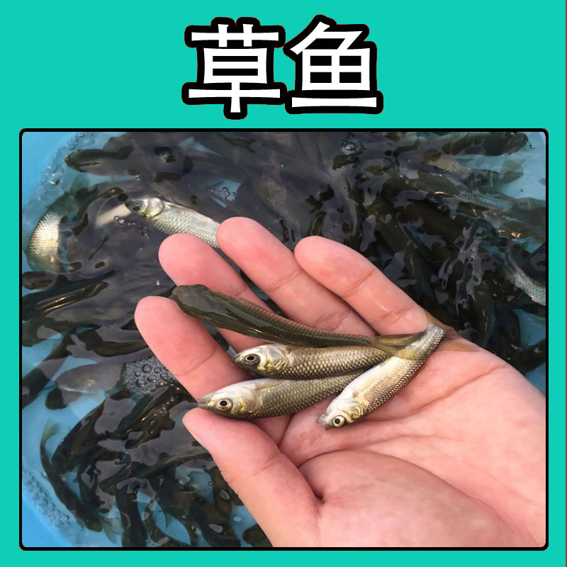 皖鱼脆肉草鱼苗可食用淡水活体养殖