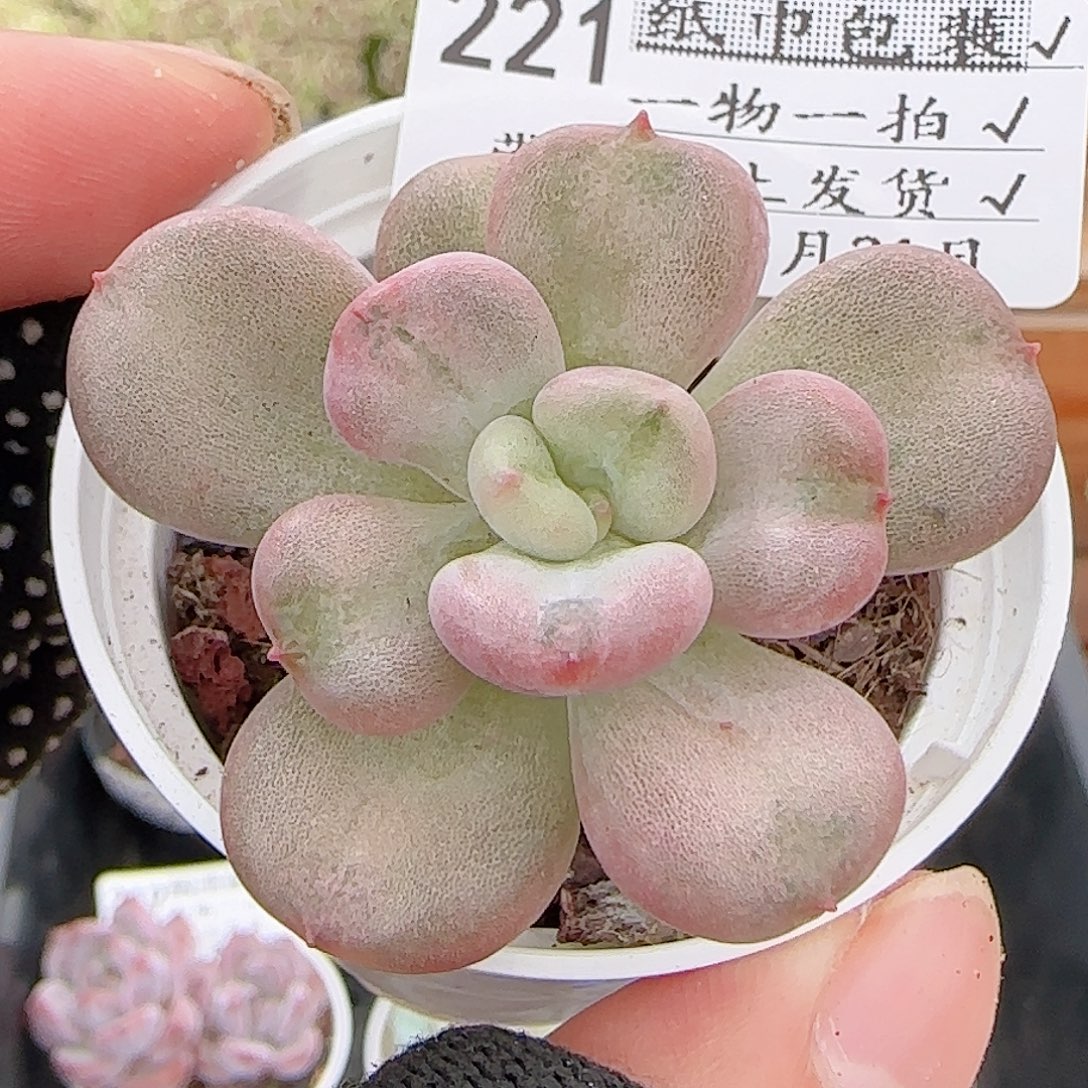 多肉0831-221比尔盖茨