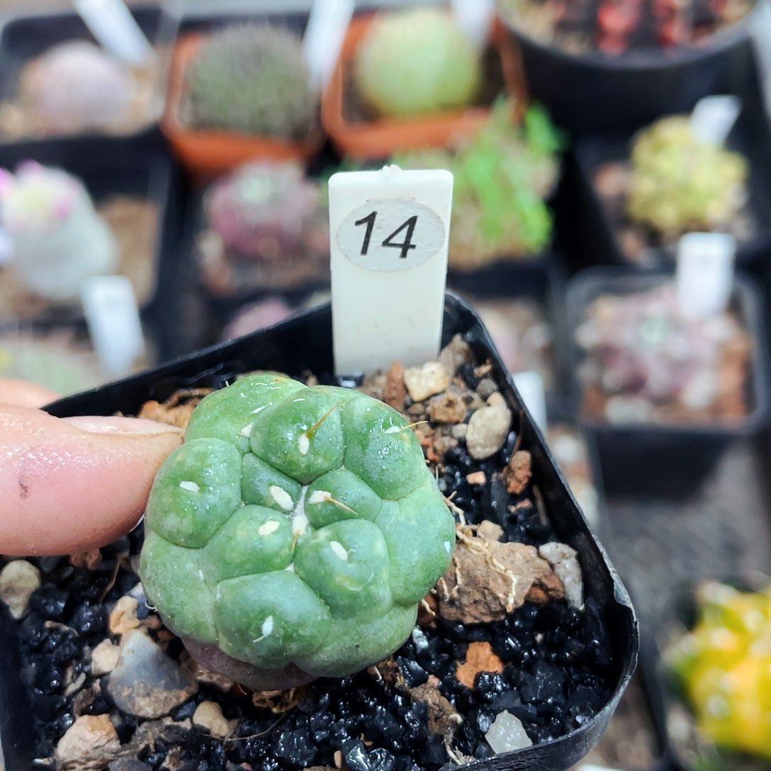 非偏远地区满25包邮仙人球