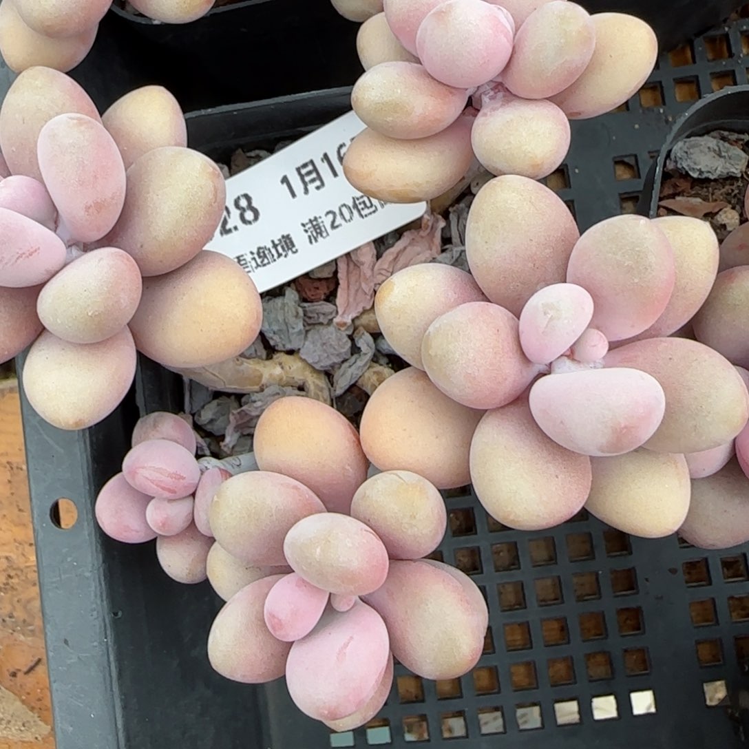 花语逸镜0116-328