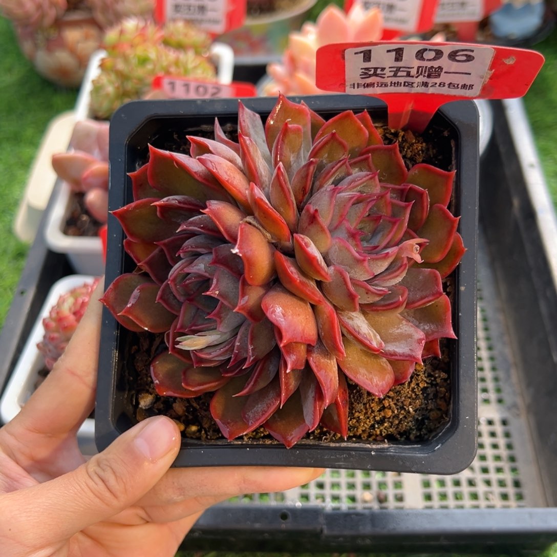 表妹精品多肉1106.