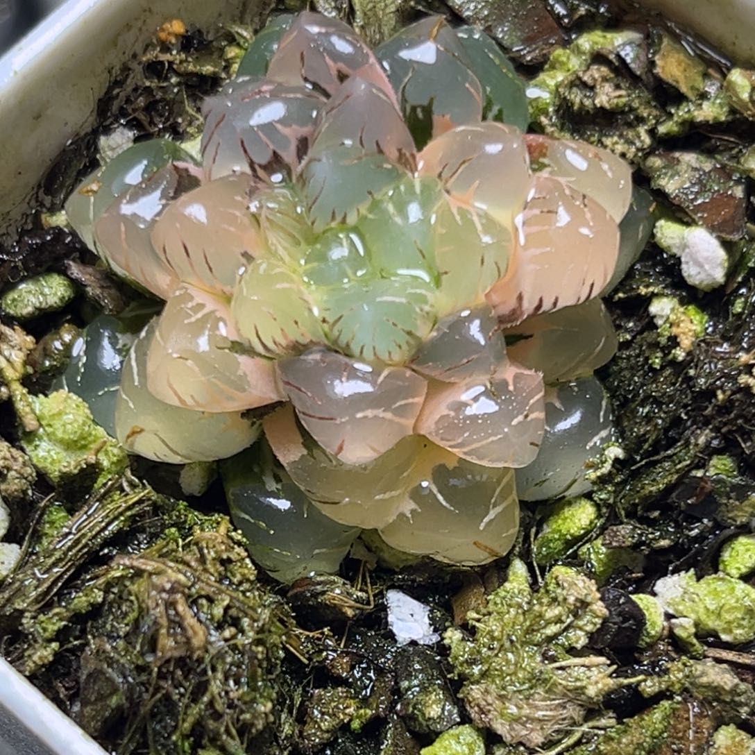 十二卷多肉植物102大紫