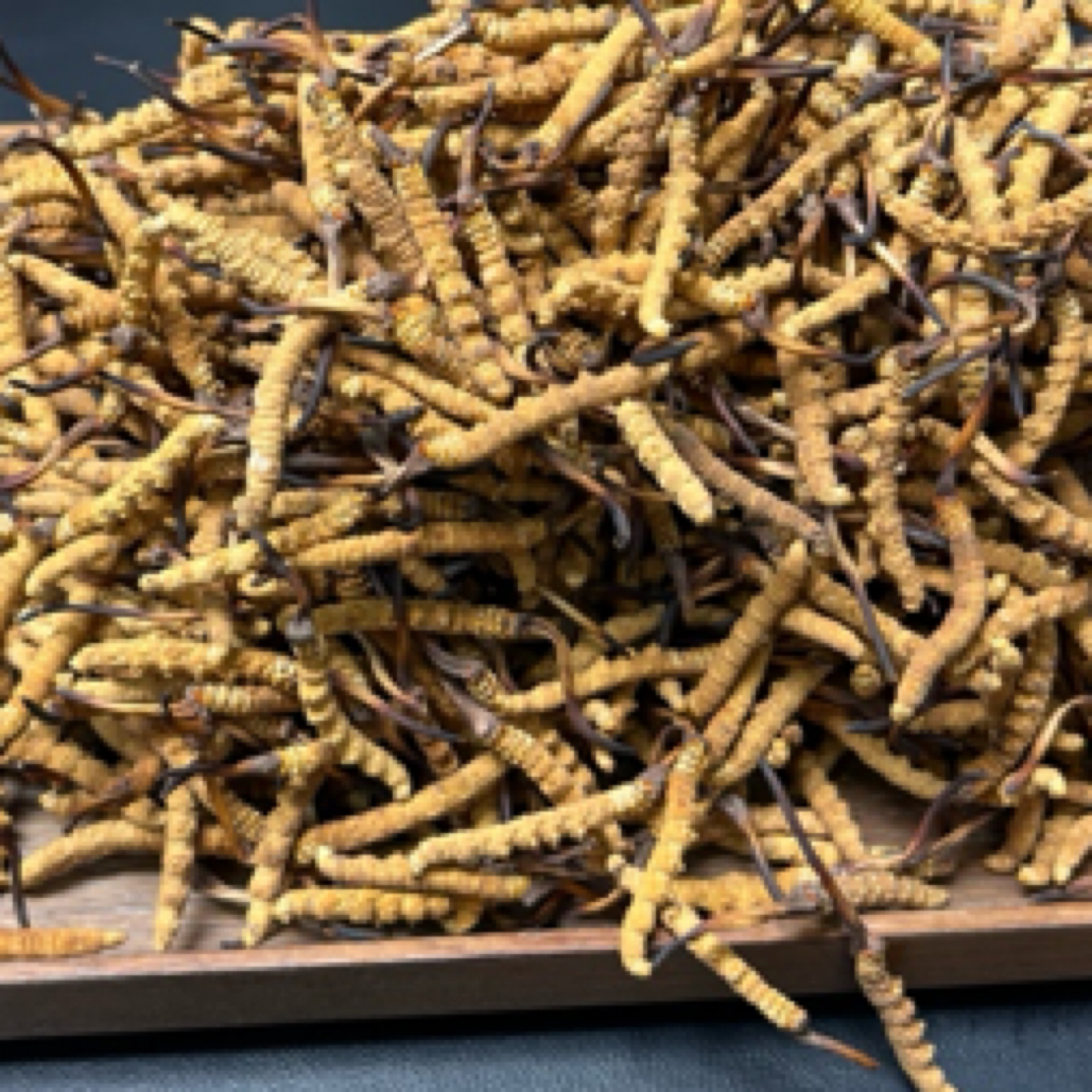 精品那曲4根一克的冬虫夏草