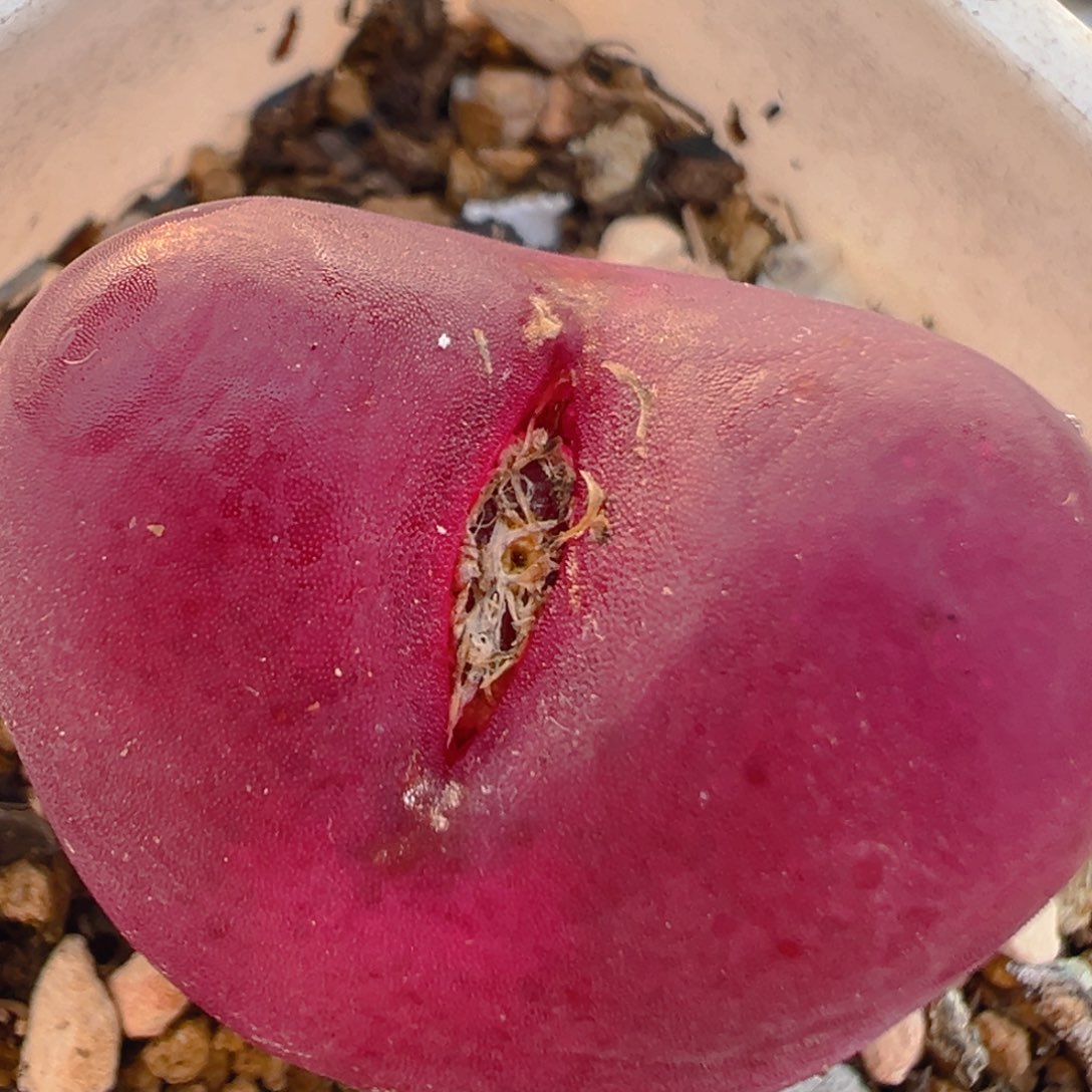 170多肉植物百科知识