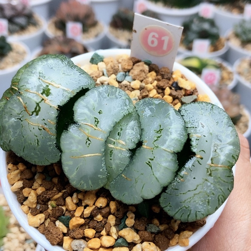 【闪购商品】61海野白