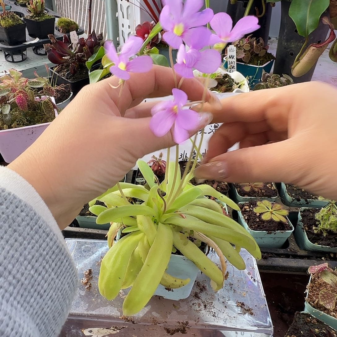 无花朵苹果捕虫堇