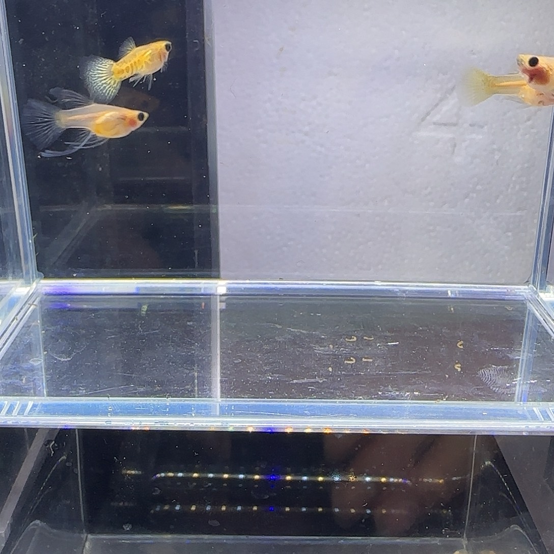 孔雀鱼黄蕾丝短体大c四条