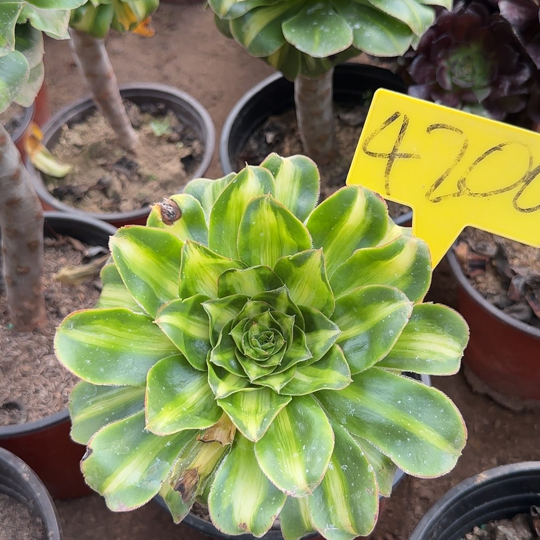 4200---多头暴君多头