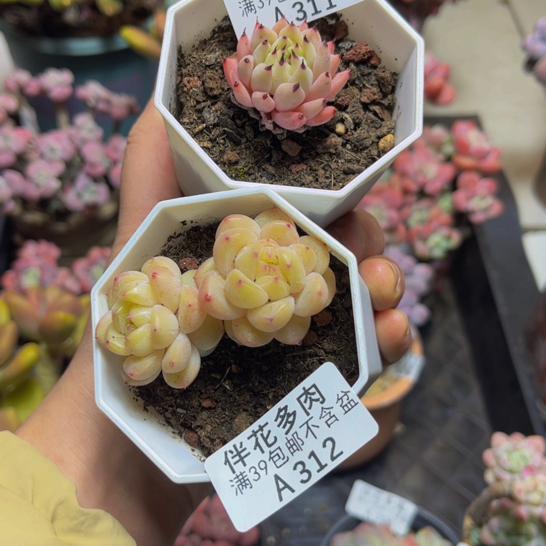 宇***少311-3厘米、312-6厘米多肉植物