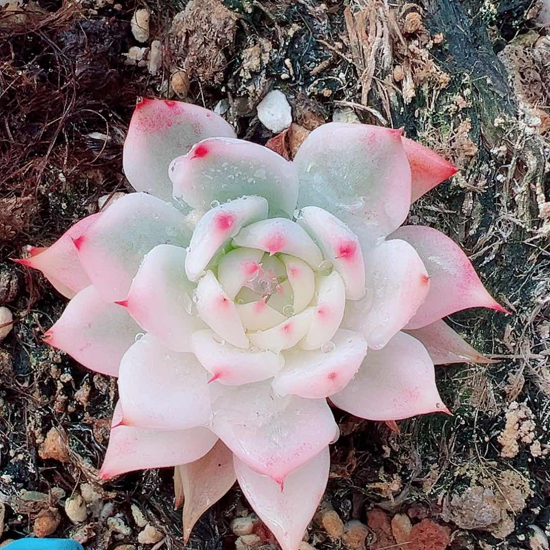 吉娃娃锦，半覆轮锦